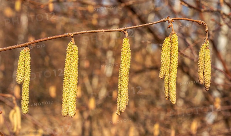Common hazel (Corylus avellana), pollen, early flowering in Ystad, Skåne county, Sweden, Scandinavia