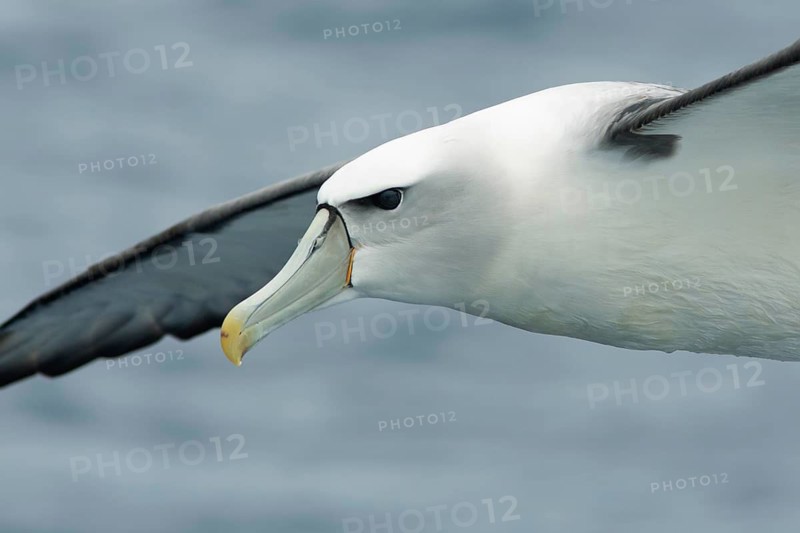 Shy Albatross (Thalassarche cauta) flying, Victoria, Australia