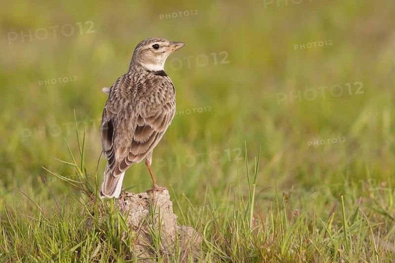 Calandra Lark (Melanocorypha calandra), Ankara, Turkey