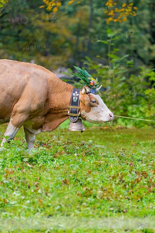 Grazing cow with decorated horns and a bell, surrounded by nature, Lauterbrunnen, Switzerland