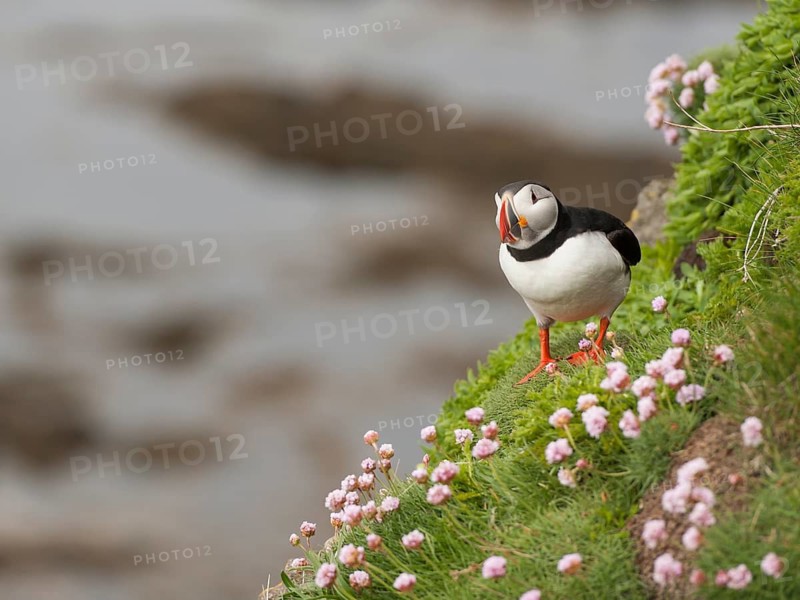 Atlantic Puffin (Fratercula arctica), Látrabjarg, Iceland