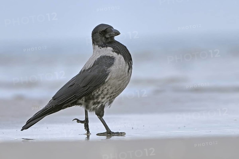 Hooded Crow (Corvus cornix), Mecklenburg-Western Pomerania, Germany
