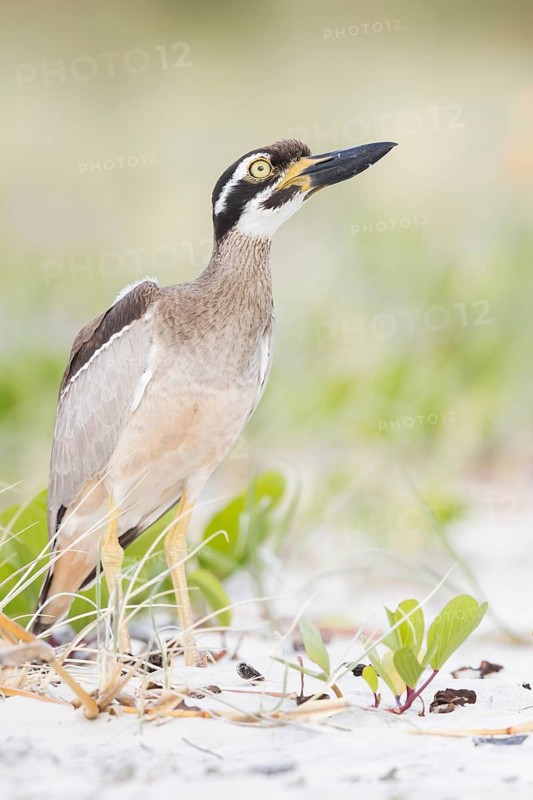 Beach Stone-curlew (Esacus magnirostris) perched on the beach in eastern Australia