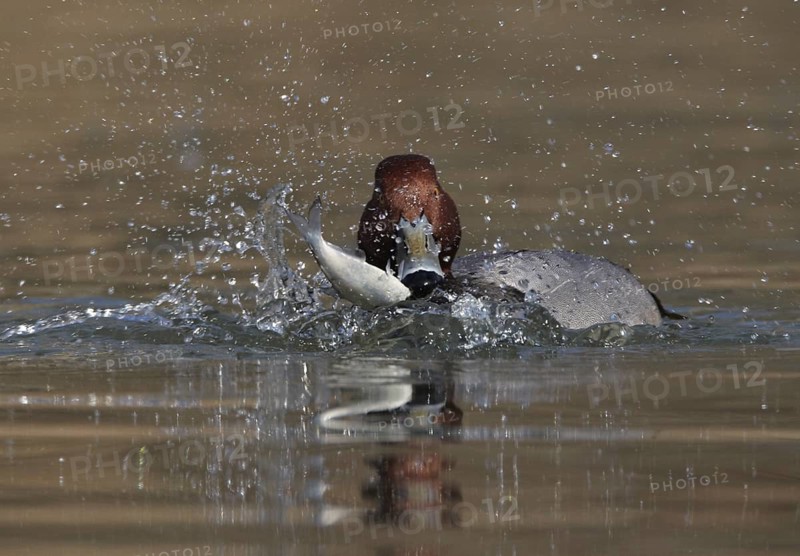 Redhead (Aythya americana) male, Ohio, USA