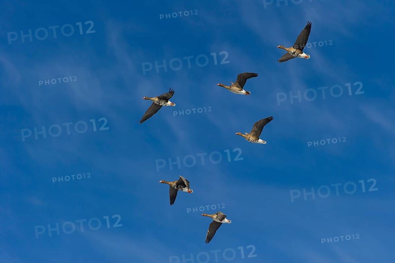 Greater White-fronted Goose (Anser albifrons) flock flying, Lower Saxony, Germany