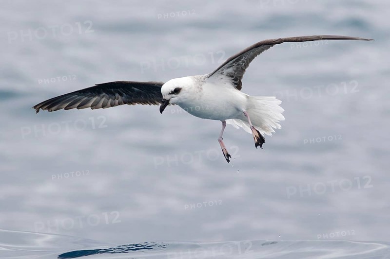 White-headed Petrel (Pterodroma lessonii) flying, Victoria, Australia