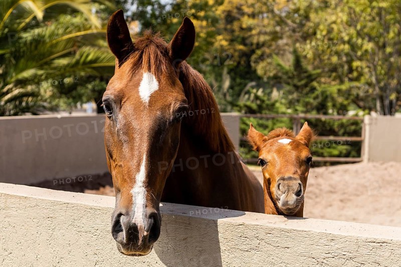A curious foal stands next to a mature horse in a sunny paddock, peering over the fence. The lush greenery and clear sky add to the serene countryside setting