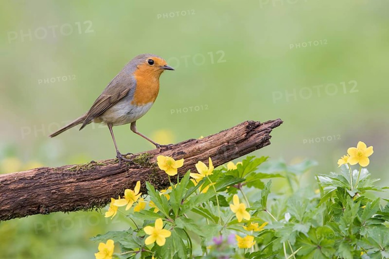 European Robin (Erithacus rubecula) perched on a old tree trunk, Poland
