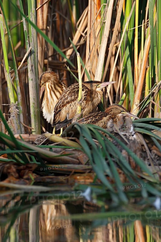 Little Bittern (Ixobrychus minutus), three young birds, Middle Elbe Biosphere Reserve, Dessau-Roßlau, Saxony-Anhalt, Germany