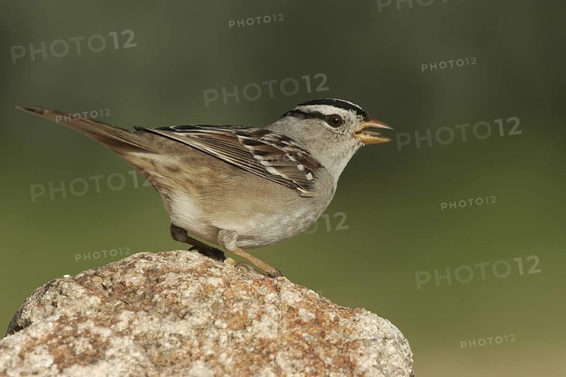 White-crowned Sparrow (Zonotrichia leucophrys), Arizona, USA