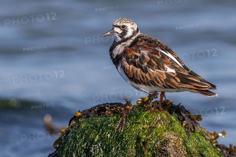 Ruddy Turnstone (Arenaria interpres), Texel, Netherlands
