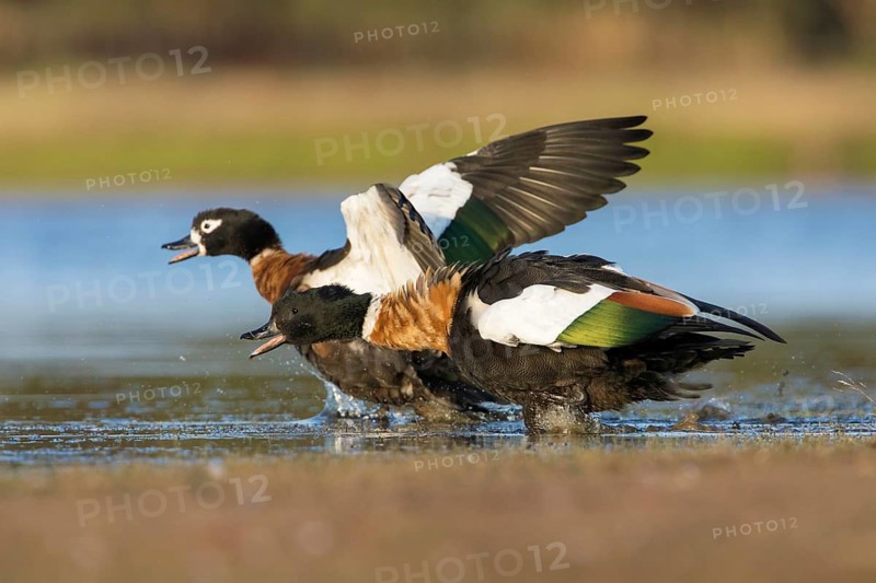 Australian Shelduck (Tadorna tadornoides) pair, Victoria, Australia