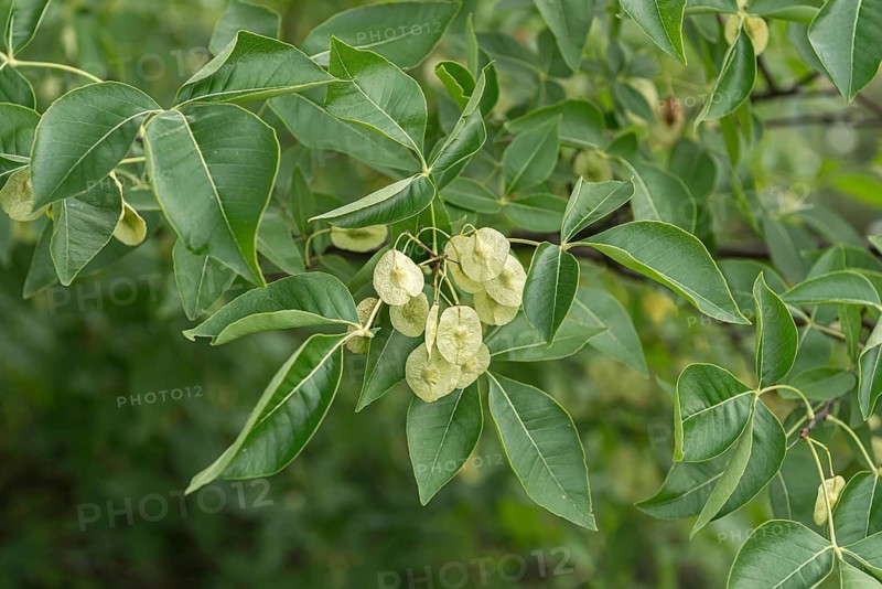 Hop tree (Ptelea trifoliata)