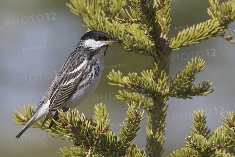 Blackpoll Warbler (Setophaga striata) male, Manitoba, Canada
