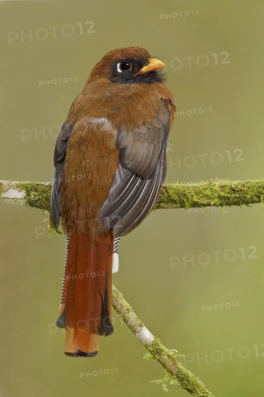 Masked Trogon (Trogon personatus) female, Ecuador