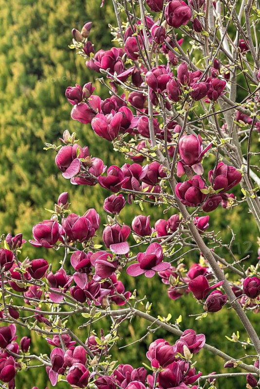 Purple magnolia (Magnolia 'Genie')