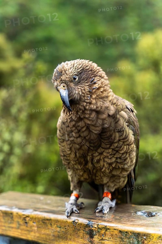 A Kea in Arthurs Pass National Park, Canterbury South Island, New Zealand