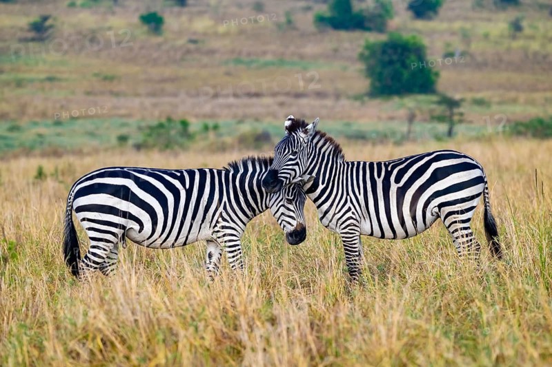 Two plains zebra (Equus quagga), cuddling, Serengeti National Park, Tanzania