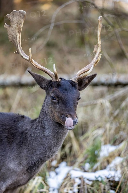 Fallow deer (Dama dama), portrait, male, captive, Landsberg am Lech Wildlife Park, Upper Bavaria, Bavaria, Germany