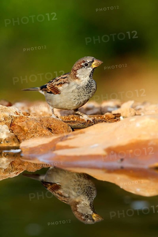 House Sparrow (Passer domesticus) male, Alicante, Spain