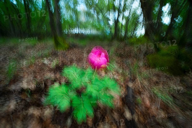 A vibrant wild rose blooms amidst blurred forest surroundings, capturing the essence of spring. The delicate pink petals contrast with lush green leaves, evoking a dreamy atmosphere
