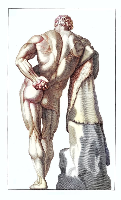 Anatomy, symbolic, the statue of Hercules Farnese from behind, a classic muscle study of a man leaning against a sculpture