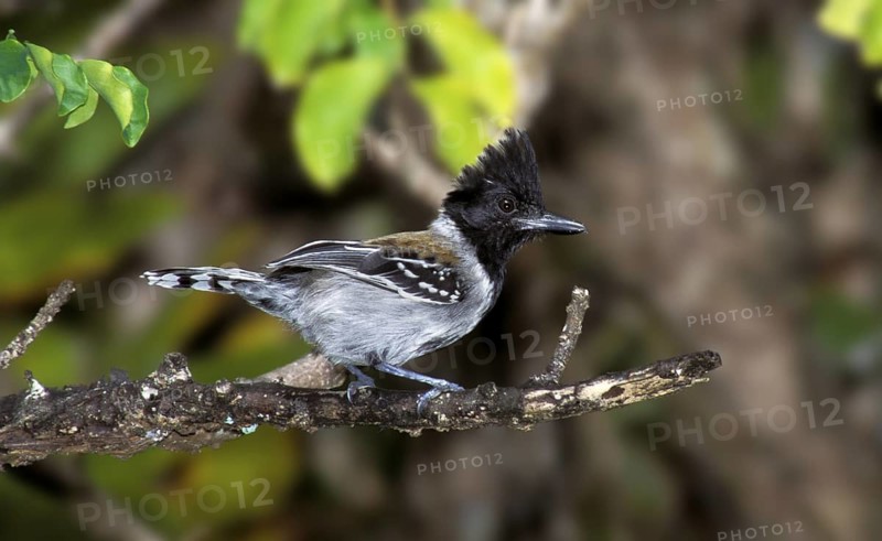 Black-crested Antshrike Sakesphorus canadensis Trinidad, WEST INDIES February Adult Male Thamnophilidae