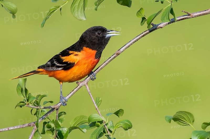 Baltimore Oriole (Icterus galbula) perched on a branch in Ontario, Canada
