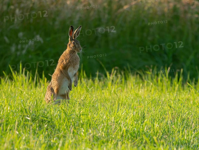 European hare (Lepus europaeus) standing on its hind paws in a green meadow, making a cone, wildlife, Lower Saxony, Germany