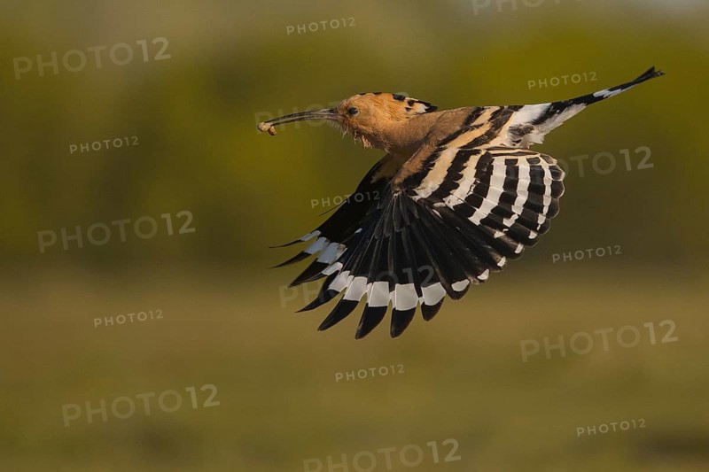 Eurasian Hoopoe (Upupa epops) flying with food in its beak, Subotica, Serbia