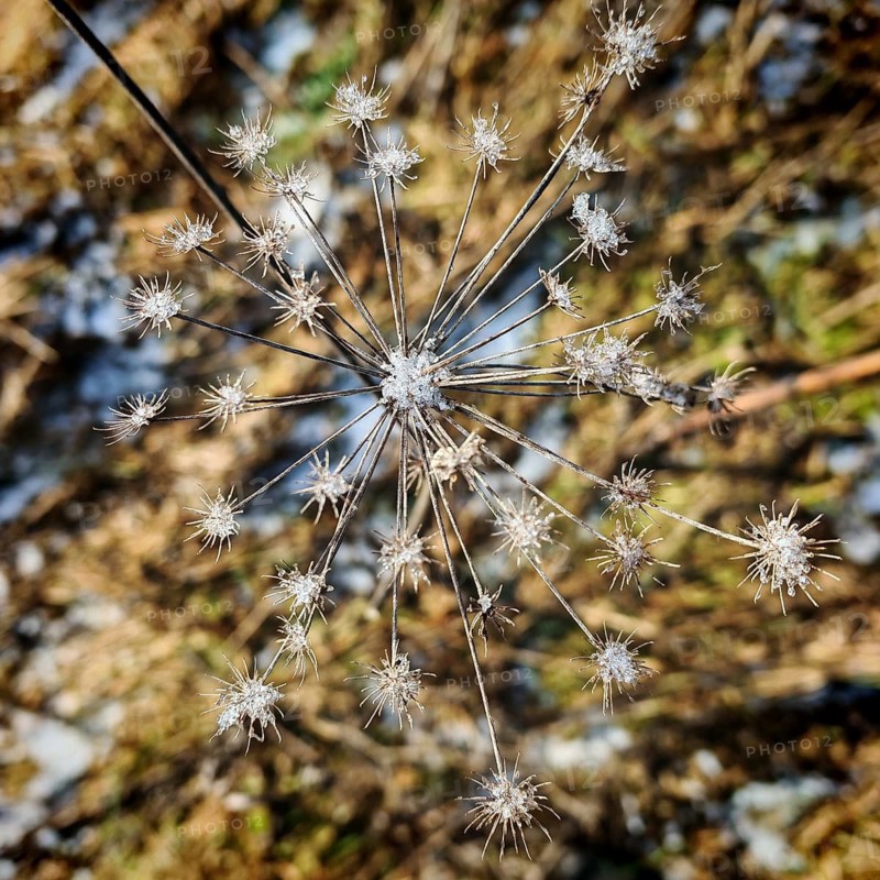 Top view of close-up of a frozen withered hogweed (heracleum mantegazzianum) against a blurred background, winter hike on the Rennsteig, Thuringian Forest nature park Park