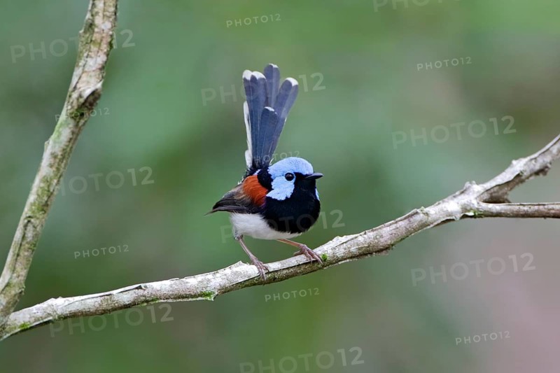 Lovely Fairywren (Malurus amabilis) male perched on a branch, Queensland, Australia