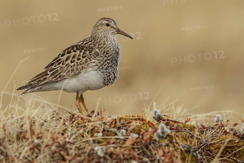 Pectoral Sandpiper (Calidris melanotos) on the tundra in Northern Alaska