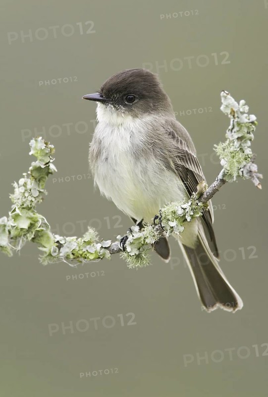 Eastern Phoebe (Sayornis phoebe), Texas, USA