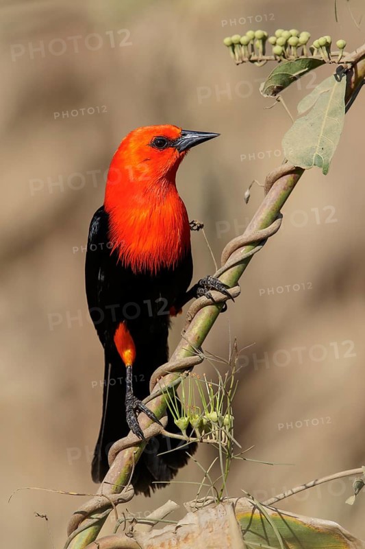 Scarlet-headed Blackbird (Amblyramphus holosericeus) perched on a branch in the Pantanal region of Brazil