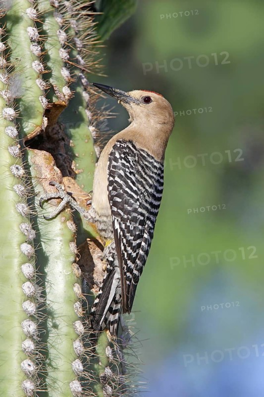 Gila Woodpecker Melanerpes uropygialis Tucson, Arizona, United States 11 June Adult Male Picidae