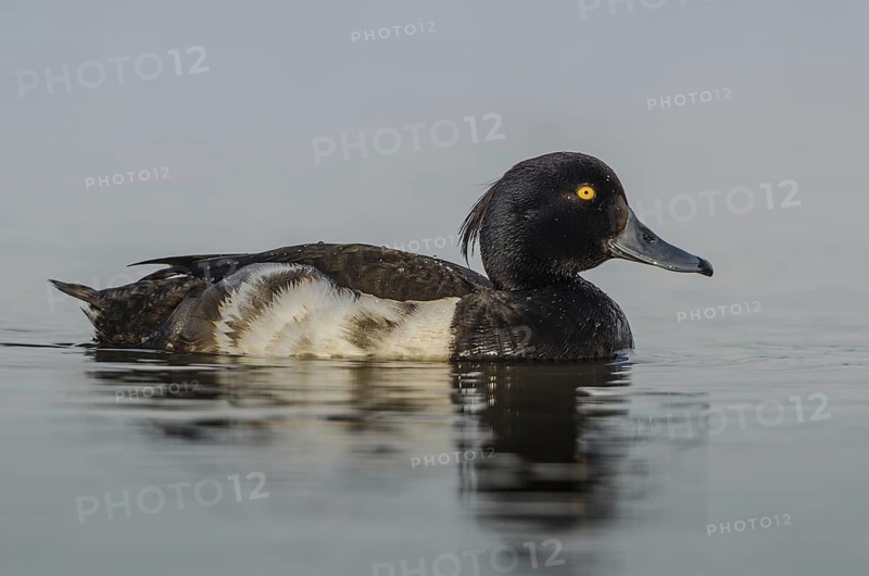 Tufted Duck (Aythya fuligula) male, Schleswig-Holstein, Germany