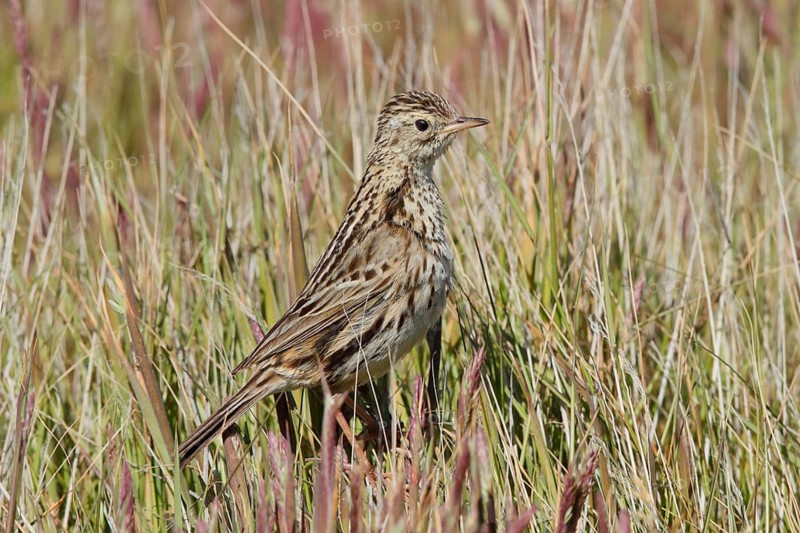 Correndera Pipit (Anthus correndera), Tierre del Fuego, Argentina