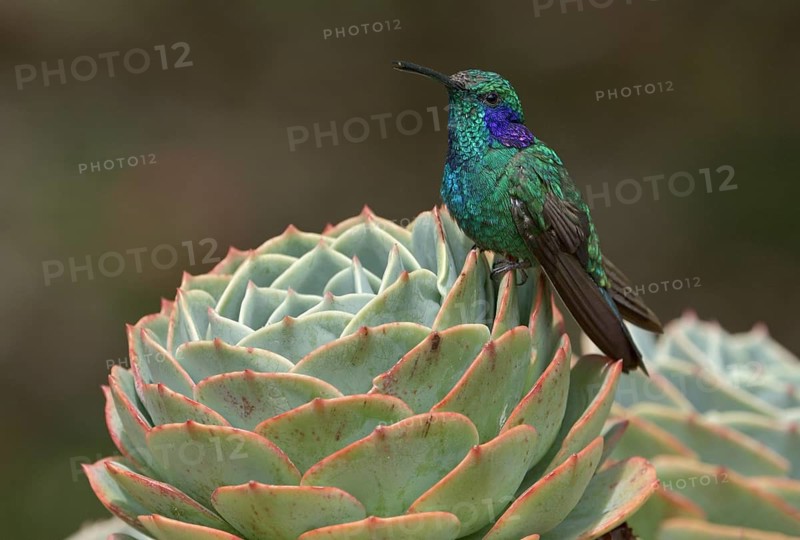 Green Violetear Hummingbird (Colibri thalassinus) - San Gerrardo de Dota, Costa Rica