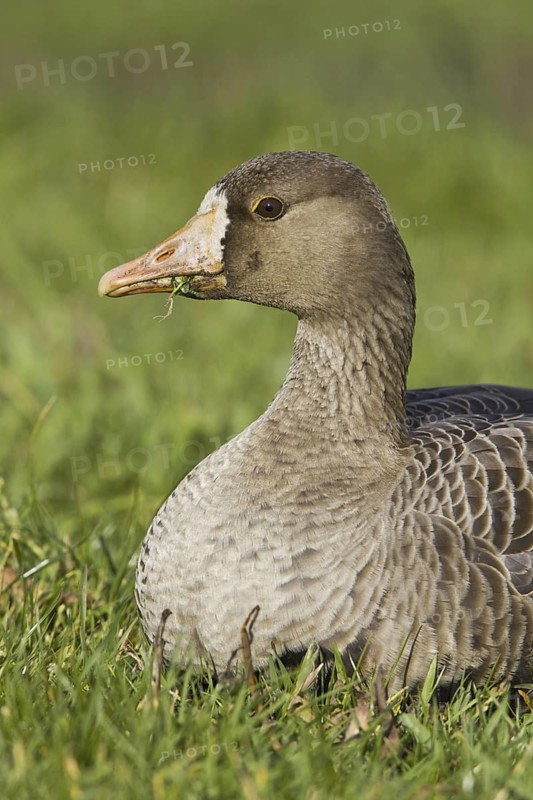 Greater White-fronted Goose (Anser albifrons), British Columbia, Canada