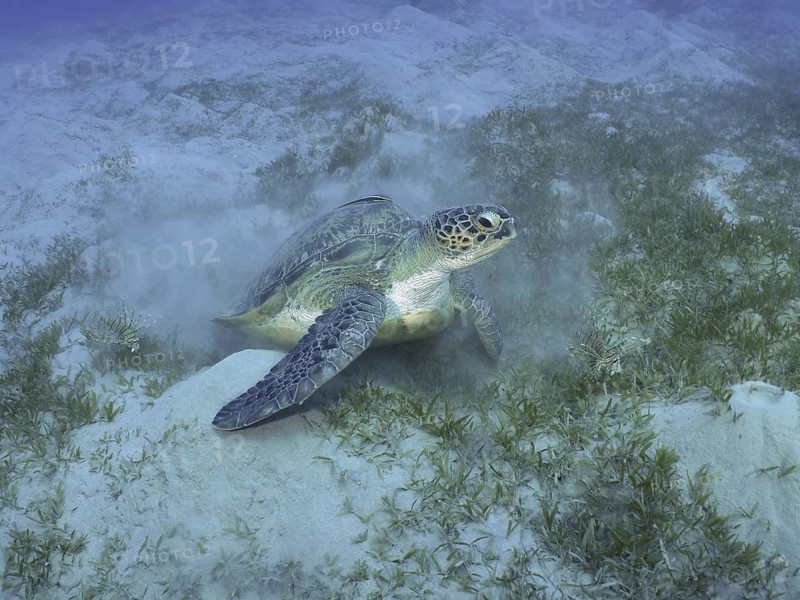 A Green turtle (Chelonia mydas) lies on a sandy seagrass bottom. Dive site House Reef, Mangrove Bay, El Quesir, Red Sea, Egypt