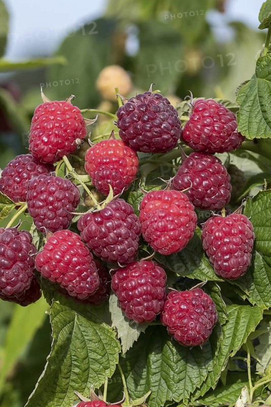 Autumn raspberry (Rubus idaeus 'Little Sweet Sister'), BS Sämann, Germany