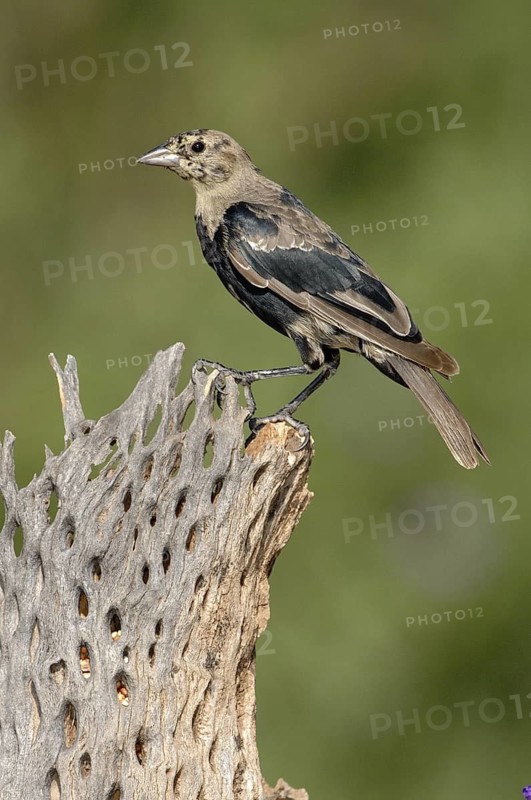 Brown-headed Cowbird (Molothrus ater), Texas, USA