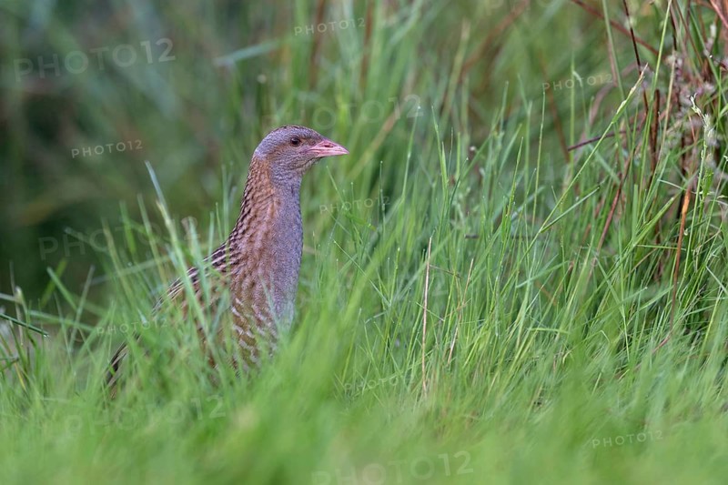 Corn Crake (Crex crex) male, Saxony, Germany