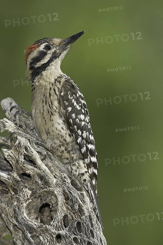 Ladder-backed Woodpecker (Dryobates scalaris), Arizona, USA