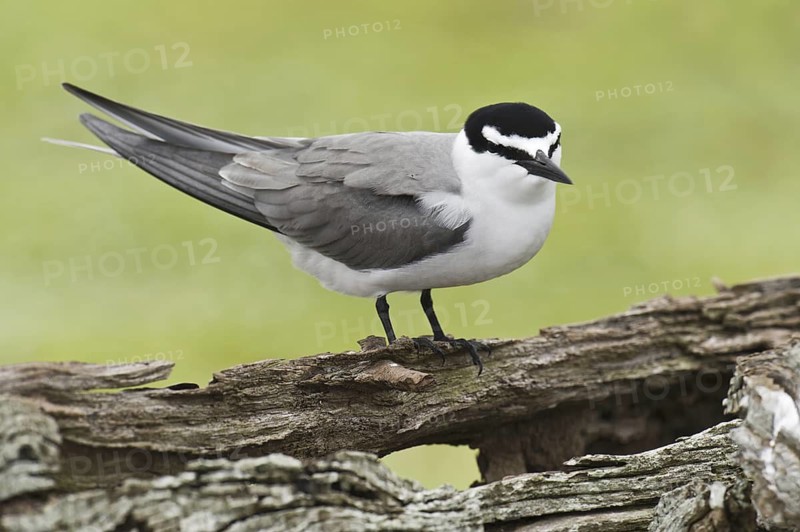 Spectacled Tern (Onychoprion lunatus), Hawaii, USA