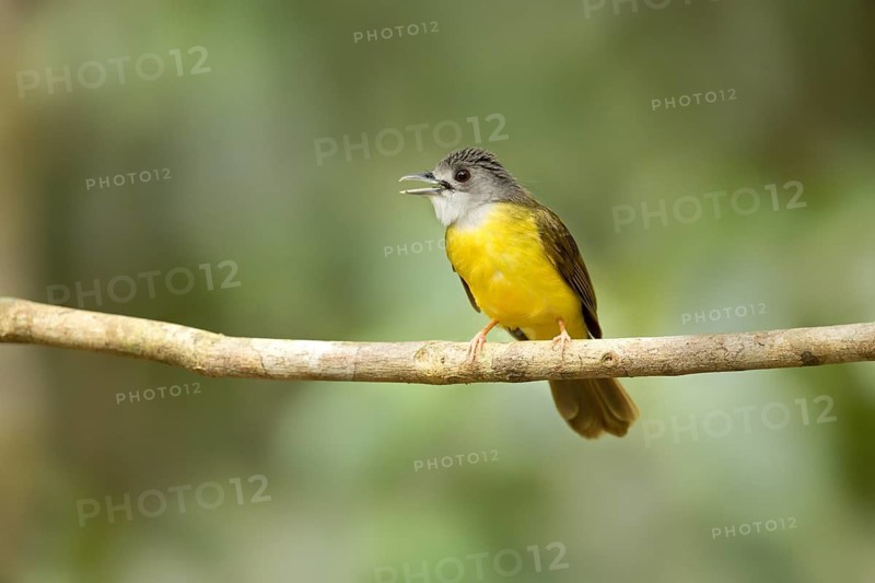 Yellow-bellied Bulbul (Alophoixus phaeocephalus) singing, Pahang, Malaysia