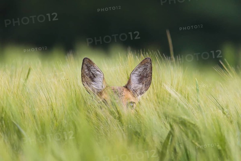 Roe deer (Capreolus capreolus), close-up, portrait of head and ears of a female hidden in a high barley field while foraging in summer looking into the camera, Hesse, Germany