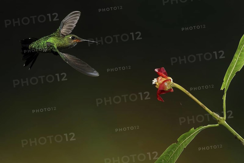 Green-crowned Brilliant (Heliodoxa jacula) juvenile flying while feeding at a flower, Bosque de Paz, Costa Rica
