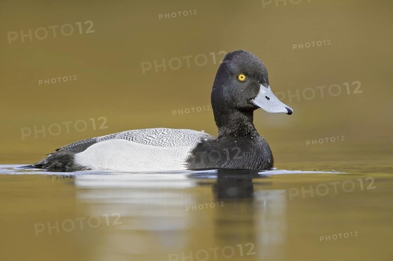 Lesser Scaup (Aythya affinis) male, British Columbia, Canada
